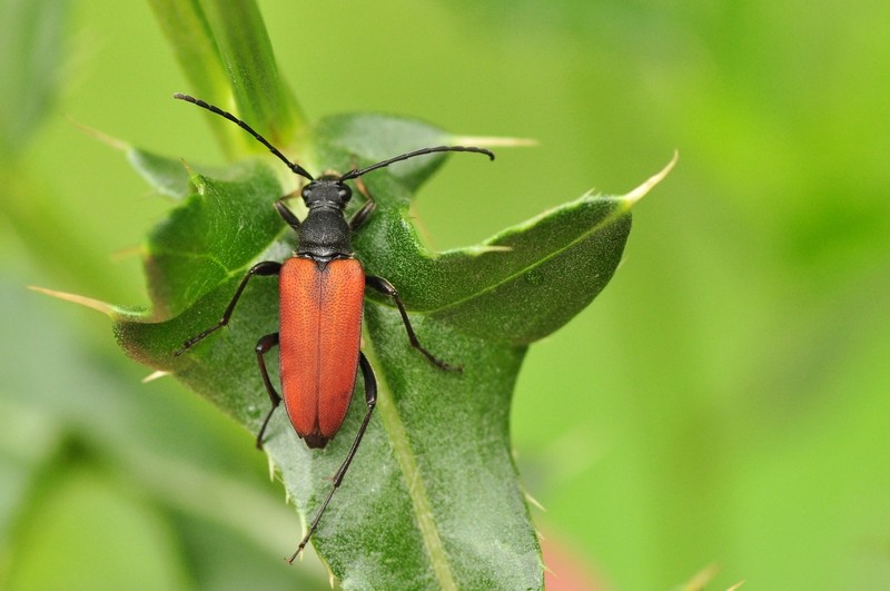 U kózek często występuje dymorfizm płciowy. Tutaj samiec zmorsznika kropkowanego Anastrangalia sanguinolenta