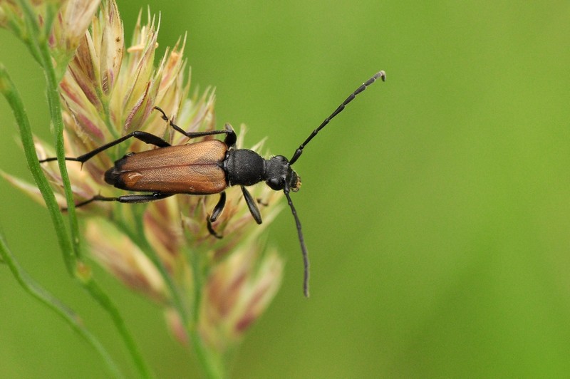U kózek często występuje dymorfizm płciowy. Tutaj samica zmorsznika kropkowanego Anastrangalia sanguinolenta