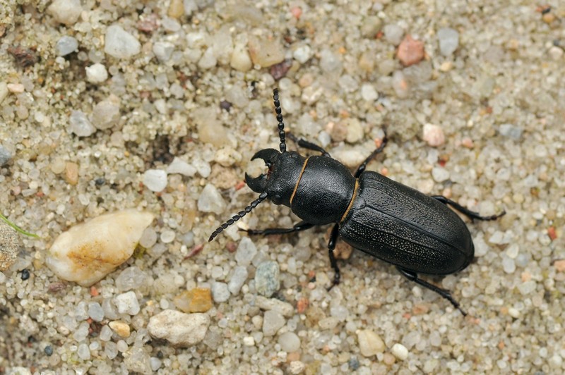 Rozpowszechniony, związany z sosną kłopotek czarny Spondylis buprestoides o stosunkowo krótkich czułkach