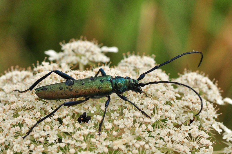 Pięknym przedstawicielem tej grupy chrząszczy jest wonnica piżmówka Aromia moschata
