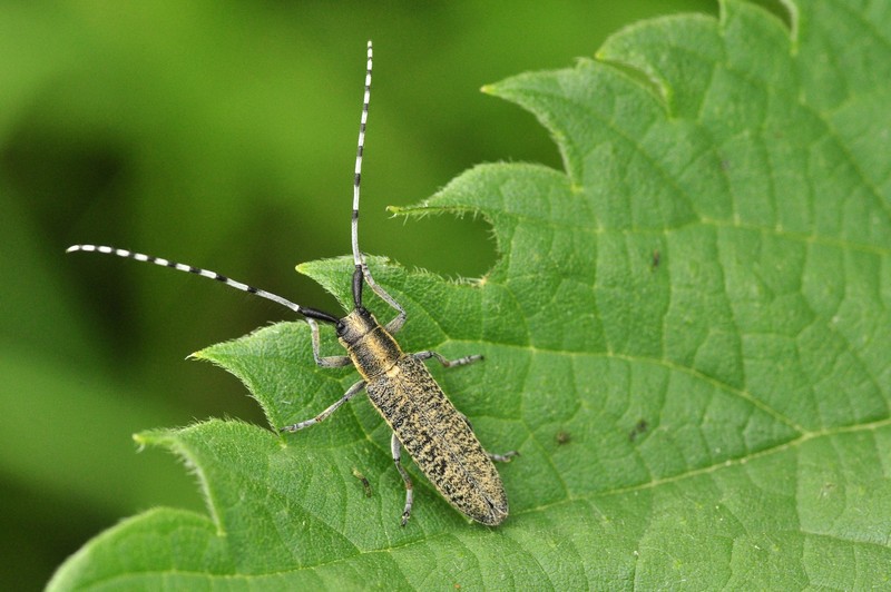 Przesiadująca na roślinności zielnej, często na pokrzywach, elegancka zgrzytnica zielonkawowłosa Agapanthia villosoviridescens
