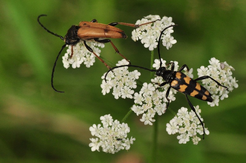 Liczne gatunki kózkowatych zaobserwujemy na „baldachach”, tutaj pętlak czteropaskowy Leptura quadrifasciata oraz zmorsznik czerwony Corymbia rubra