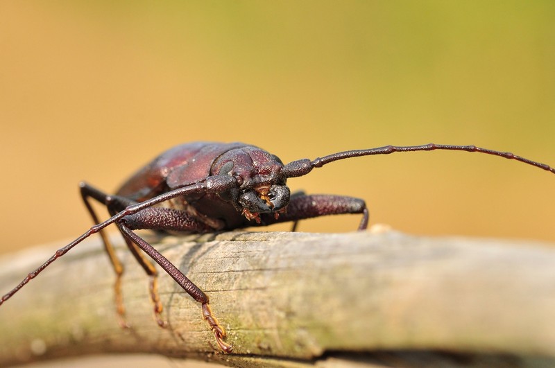 Jedna z najokazalszych kózek – chroniony borodziej pruchnik Ergates faber