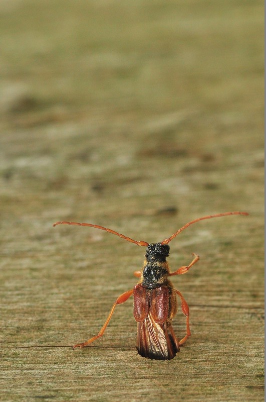 Po trzech latach rozwoju imago rzadkiej kusokrywki większej Necydalis major opuszcza kolebkę poczwarkową