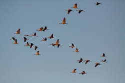 Żurawie Gajda Krzysztof