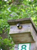 Bogatka w skrzynce lęgowej