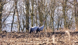 Para żurawi na polu uprawnym nad jeziorem Szarcz Duży