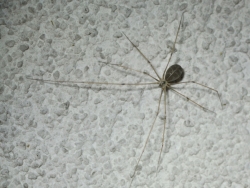 Pająk nasocznik Pholcus