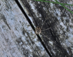 Kosarz pospolity (Phalangium opilio)