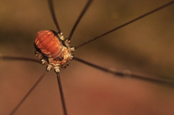 Łabuń długonogi Leiobunum