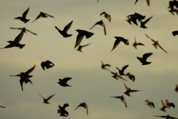 Stada szpaków przed odlotem na zimowisko