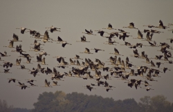 Żurawie lecące na żerowiska