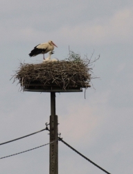 Bocian na gnieździe