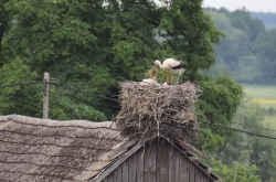 Bociania rodzina na naturalnym gnieździe na stodole