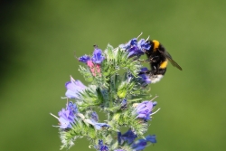 Trzmiel fot. K.Gajda