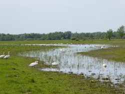 Krajobraz Ujścia Warty