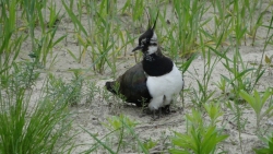 Czajka fot. P. Jankowski6