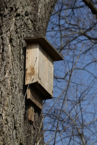 Budka dla nietoperza fot.K.Gajda