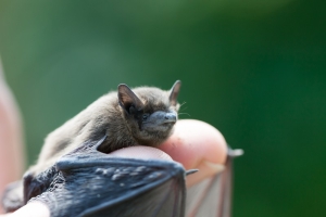Przenoszenie nietoperza w bezpieczne miejsce