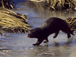 Norka amerykańska fot.K.Gajda