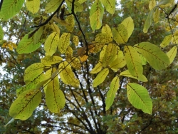 Orzech włoski fot.K.Gajda