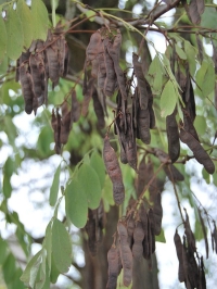 Robinia akacjowa fot.K.Gajda