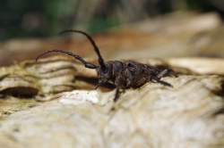 Zgrzypik twardokrywka Lamia textor 