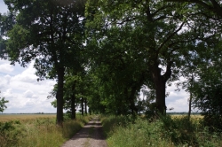 Aleja łącząca Owczary z wałem nad Odrą