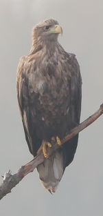 Dziób drapieżnika bielik fot. K. Gajda