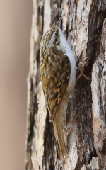 Pełzacz leśny fot. K. Gajda