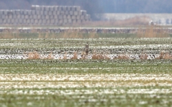 Wilk, fot. Krzysztof Gajda