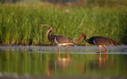 Bociany czarne na żerowisku fot.K.Gajda