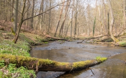 Naturalne środowisko życia bociana czarnego fot.K.Gajda