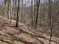 Las w listopadzie fot. Paweł Cieniuch