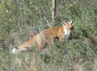 Lis rudy fot. Agnieszka Szmatowicz