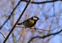 Sikora bogatka fot. Natalia Borkowska Wójcik