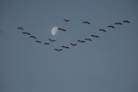 Jesienne migracje ptaków