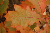 Liść dębu jesienią