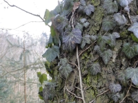 Bluszcz pospolity fot. P.Cieniuch