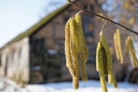 Kwiaty olchy czarnej fot. A. Szmatowicz