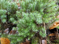 Zielony płonnik fot. P.Cieniuch