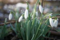 Śnieżyczka przebiśnieg fot. A.Szmatowicz