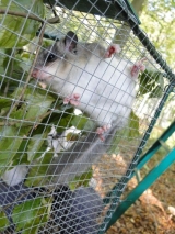 Popielica w klatce aklimatyzacyjnej fot. P. Cieniuch