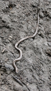 Fot. 1. padalec zwyczajny fot. P. Cieniuch