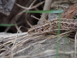 Fot. 2. Jaszczurka zwinka fot. P. Cieniuch