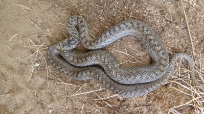 Fot. 3. Gniewosz plamisty fot P. Cieniuch