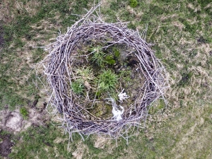 Zanieczyszczone gniazdo