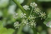 1.Kwitnący seler węzłobaldachowy fot.Krzysztof Gajda