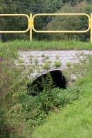 2.Siedlisko selera węzłobaldachowego fot.Krzysztof Gajda