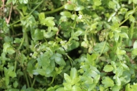 3.Kwiatostany selera węzłobaldachowego wyglądają dosyć niepozornie fot.Krzysztof Gajda